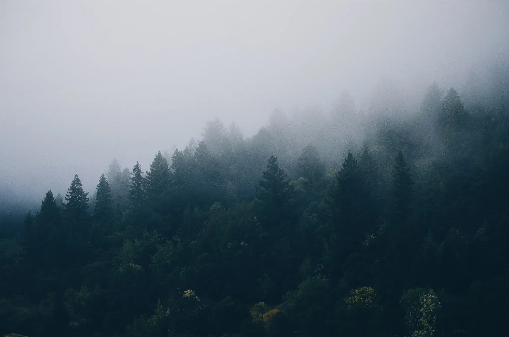 Fog over the Santa Cruz Mountains foothills